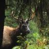 Um grande Elk macho se alimenta na Hoh Forest, uma das mais úmidas do mundo, no Olympic National Park, no estado de Washington, oeste dos Estados Unidos